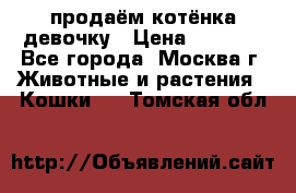 продаём котёнка девочку › Цена ­ 6 500 - Все города, Москва г. Животные и растения » Кошки   . Томская обл.